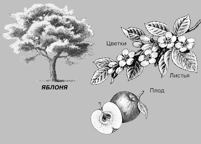 Яблоня сорт мальта Яблоня сорт мальта