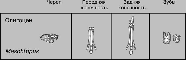 ЭВОЛЮЦИЯ ЛОШАДИ. В олигоценовую эпоху, начавшуюся 38 млн. лет назад, появился мезогиппус (Mesohippus), лошадеподобное животное размером с овцу. Все пальцы его трехпалых конечностей были функциональными и опирались на землю, однако основная нагрузка приходилась на средний палец.