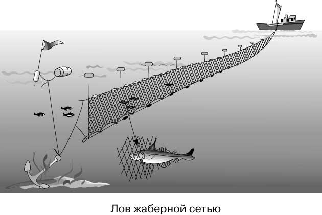 ЖАБЕРНАЯ СЕТЬ Крючковые снасти. При лове товарной рыбы применяют