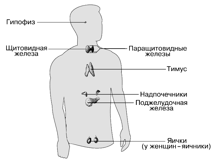 Эндокринная система - Страница 3 7411_001