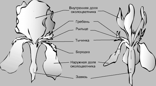 ЦВЕТОК ИРИСА.