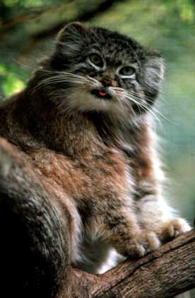 МАНУЛ, возможно, предок персидской кошки.