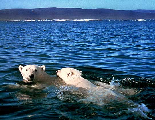 БЕЛЫЕ МЕДВЕДИ встречаются в Арктике, где они охотятся в основном на тюленей.