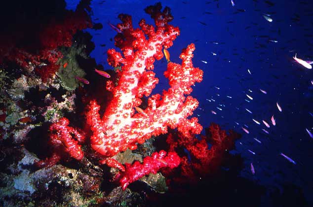 Картинки по запросу кораллы
