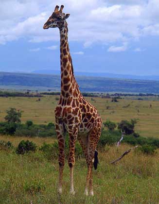 ЖИРАФ - самое высокое современное животное. Распространен на большей части Африки южнее Сахары в саваннах с редко стоящими деревьями.