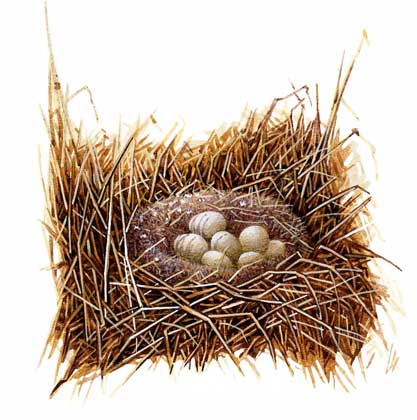 ПАСТУШОК-ТРЕСКУН (Rallus longirostris) живет на болотах и строит гнезда на земле в зарослях травы.