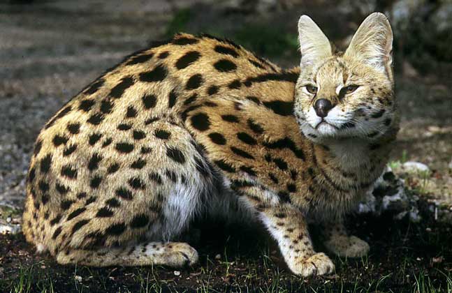 СЕРВАЛ - крупная кошка, обитающая в кустарниковых зарослях почти по всей Африке.