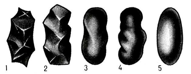  Степень окатанности зёрен: 1 - угловатые; 2 - почти угловатые; 3 - почти окатанные; 4 - окатанные; 5 - весьма окатанные