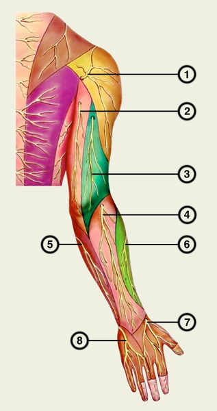Рис. 2б). Кожные нервы плечевого сплетения (полусхематично). Дорсальная поверхность: 1 — боковой кожный нерв плеча; 2 — средний кожный нерв плеча; 3 — задний кожный нерв плеча; 4 — задний кожный нерв предплечья; 5 — средний кожный нерв предплечья; 6 — боковой кожный нерв предплечья; 7 — поверхностная ветвь лучевого нерва; 8 — задняя ветвь локтевого нерва