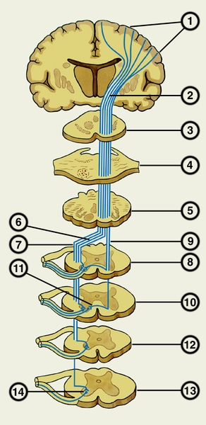 Рис. 1. Схематическое изображение пирамидного пути на различных уровнях головного и спинного мозга: 1 — пирамидные нейроны коры большого мозга; 2 — внутренняя <a href=