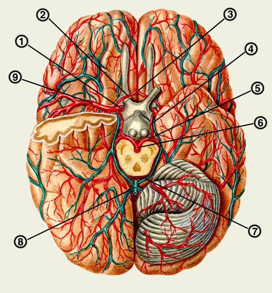 Рис. 5. Сосуды большого мозга (вид снизу): 1 — внутренняя сонная артерия; 2 — передняя мозговая артерия; 3 — передняя соединительная артерия; 4 — задняя соединительная артерия; 5 — задняя мозговая артерия; 6 — базилярная артерия; 7 — базальная вена; 8 — большая вена мозга; 9 — средняя мозговая артерия