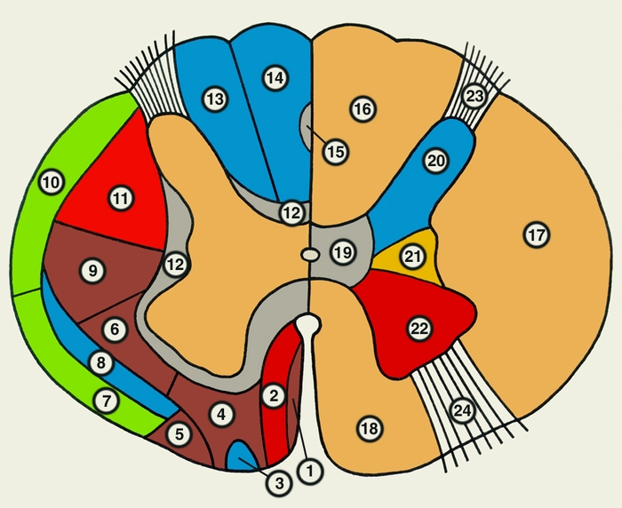Рис. 3. Схематическое изображение поперечного разреза спинного мозга. Слева обозначены <a href=