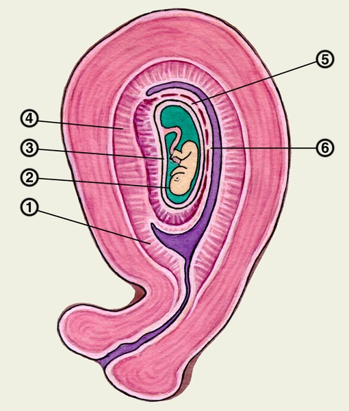 Рис. 2. Схематическое изображение развивающегося в матке зародыша: 1 — париетальная децидуальная оболочка; 2 — зародыш; 3 — <a href=