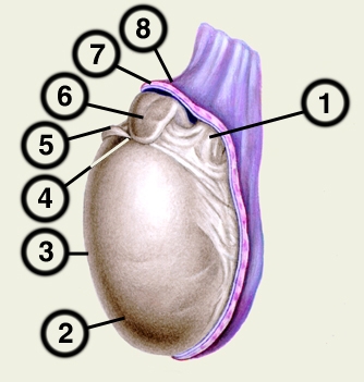 Рис. 1. Медиальная поверхность яичка (часть оболочек удалена): 1 — семенной канатик; 2 — нижний конец яичка; 3 — передний край яичка; 4 — верхний конец яичка; 5 — привесок яичка; 6 — головка придатка; 7 — париетальная пластинка влагалищной оболочки яичка; 8 — внутренняя семенная фасция