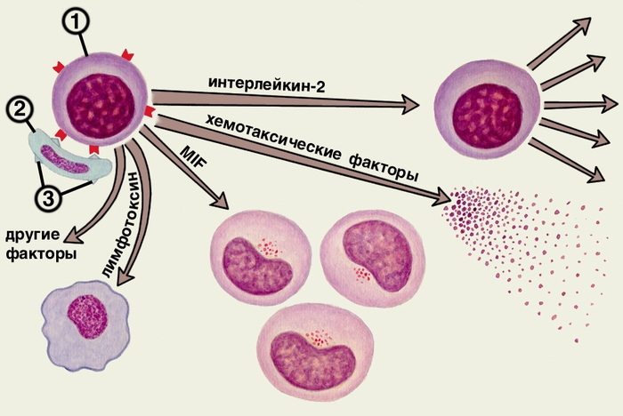 Рис. 4. Общий механизм развития аллергической реакции замедленного типа. После образования комплекса, состоящего из сенсибилизированного лимфоцита (1) и клетки-мишени (2), содержащей аллерген (3), происходит <a href=