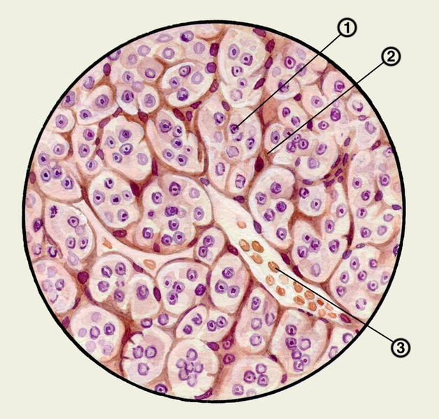 Рис. 4. Гистологическое строение мозгового вещества надпочечника: 1 — клетки мозгового вещества; 2 — прослойки соединительной ткани; 3 — венозный синус