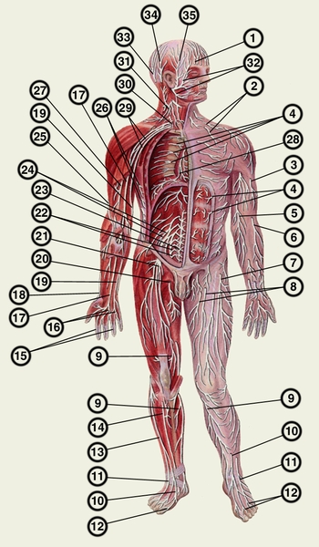 Рис. а). Схематическое изображение нервов и их ветвей, составляющих периферическую нервную систему (кожный покров, часть мышц, передняя стенка грудной клетки и брюшная стенка справа удалены) (вид спереди): 1 — надглазничный нерв; 2 — надключичные нервы; 3 — латеральный кожный нерв плеча; 4 — передние ветви грудных спинномозговых нервов (межреберные нервы); 5 — медиальный кожный нерв предплечья; 6 — латеральный кожный нерв предплечья; 7 — латеральный кожный нерв бедра, 8 — передние кожные ветви бедренного нерва; 9 — подкожный нерв; 10 — медиальный тыльный кожный нерв; 11 — промежуточный тыльный кожный нерв; 12 — тыльные пальцевые нервы стопы; 13 — поверхностный малоберцовый нерв; 14 — глубокий малоберцовый нерв; 15 — собственные ладонные пальцевые нервы; 16 — общие ладонные пальцевые нервы: 17 — срединный нерв; 18 — поверхностная ветвь лучевого нерва; 19 — локтевой нерв; 20 — запирательный нерв; 21 — бедренный нерв; 22 — крестцовое сплетение; 23 — <a href=