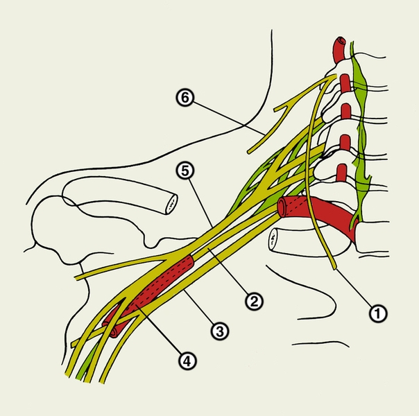 Рис. 1. Схема строения плечевого сплетения: 1 — диафрагмальный нерв; 2 — задний ствол; 3 — медиальный ствол; 4 — подмышечная <a href=