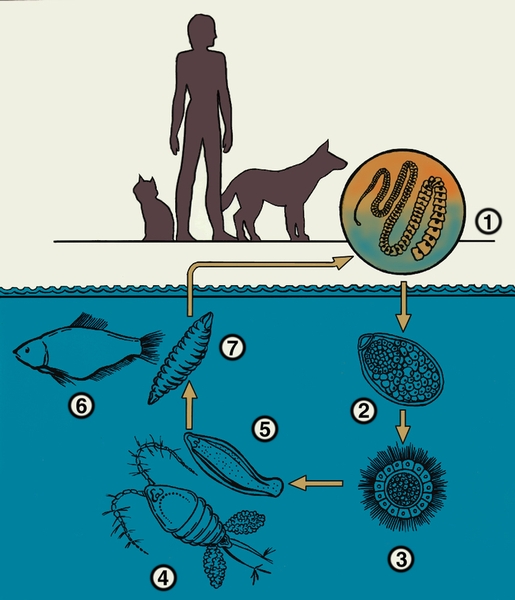 Рис. 2. Схема жизненного цикла широкого лентеца-возбудителя дифиллоботриоза: 1 — гельминт, паразитирующий в тонкой кишке окончательных хозяев (человека, кошки, собаки); 2 — <a href=