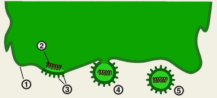 Рис. 4. Схема выхода вирусных частиц из клетки путем почкования: 1 — <a href=