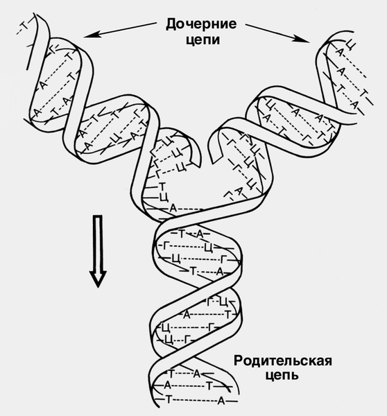Рис. 2. Схема репликации молекулы ДНК: дочерняя цепь (<a href=