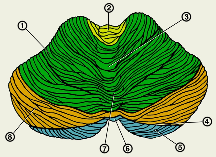 Рис. 1. Схематическое изображение мозжечка (вид сверху): 1 — четырехугольная долька; 2 — центральная долька; 3 — вершина; 4 — горизонтальная щель; 5 — нижняя полулунная долька; 6 — лист червя; 7 — <a href=