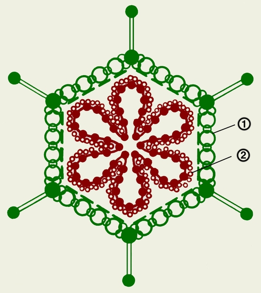 Рис. 1а). Схема строения аденовируса: 1 — капсомеры; 2 — геном
