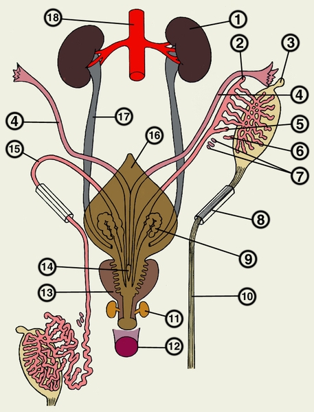 Рис. 2. Схема развития внутренних мужских половых органов (левое яичко представлено в более ранней стадии, правое прошло через паховый канал): 1 — почка; 2 — <a href=