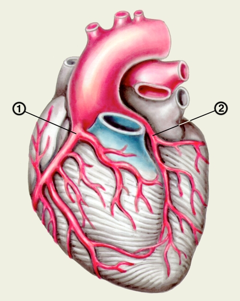 Рис. 6. Сердце с правовенечным типом кровоснабжения: правая венечная артерия (1) и ее ветви более развиты, чем левая венечная артерия (2)