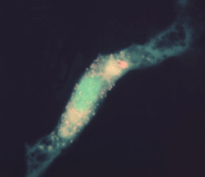 Рис. 3. Микропрепарат перитонеального макрофага в клеточной культуре, люминесцентная микроскопия