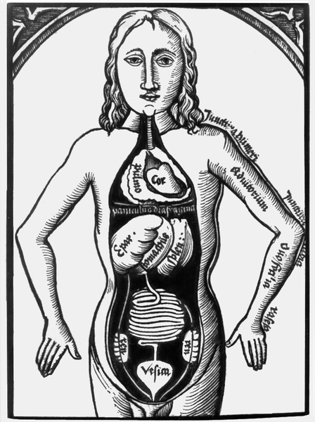 Строение внутренних органов. Рисунок из книги по анатомии для студентов, XVI в