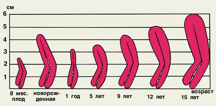 Рис. 1. Соотношение размеров тела и шейки матки в различные периоды онтогенеза