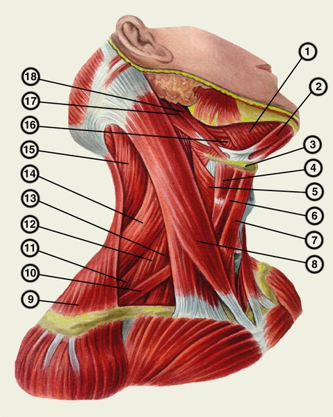 Рис. 1. Схематическое изображение мышц шеи (<a href=