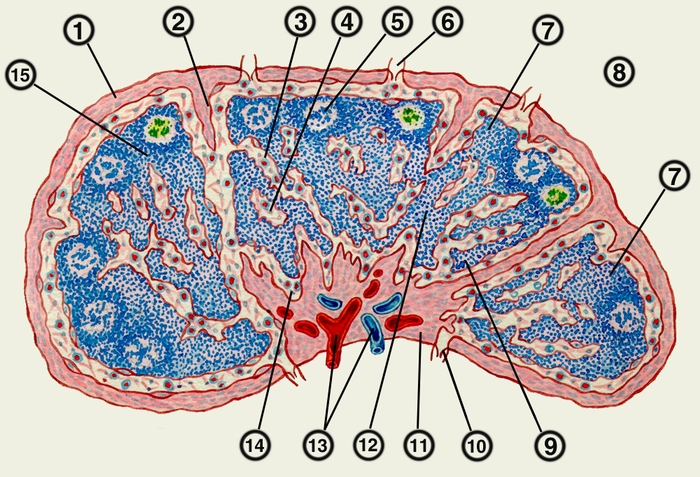 Рис. 2. Схематическое изображение микроскопического строения лимфатического узла человека: 1 — капсула; 2 — капсулярная трабекула; 3 — корковый промежуточный синус; 4 — мозговой промежуточный синус; 5 — <a href=