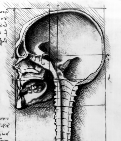 Рис. 2. Анатомический рисунок Леонардо да Винчи — саггитальный распил черепа и позвоночного столба