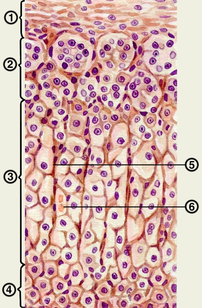 Рис. 2. Гистологическое строение коркового вещества надпочечника: 1 — собственная соединительнотканная капсула надпочечника; 2 — клубочковая зона; 3 — пучковая зона; 4 — сетчатая зона; 5 — соединительнотканные прослойки; 6 — кровеносный <a href=