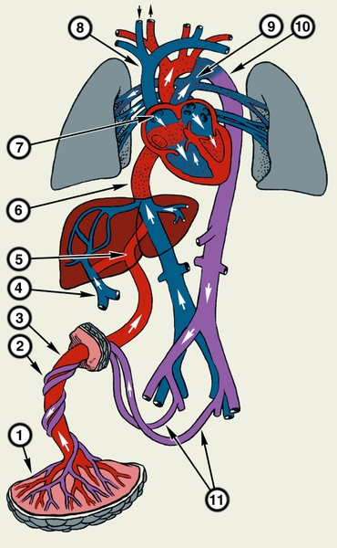 Рис. 2. Схема кровообращения плода: 1 — плацента; 2 — пупочные артерии; 3 — пупочная вена; 4 — воротная вена; 5 — <a href=