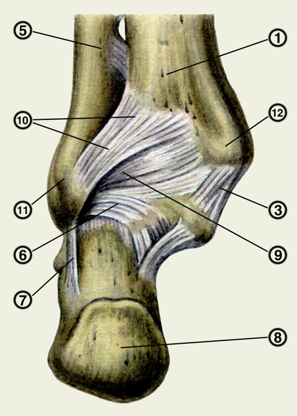 Рис. 1г). Голеностопный сустав: связки голеностопного сустава (наружная, внутренняя поверхность и <a href=