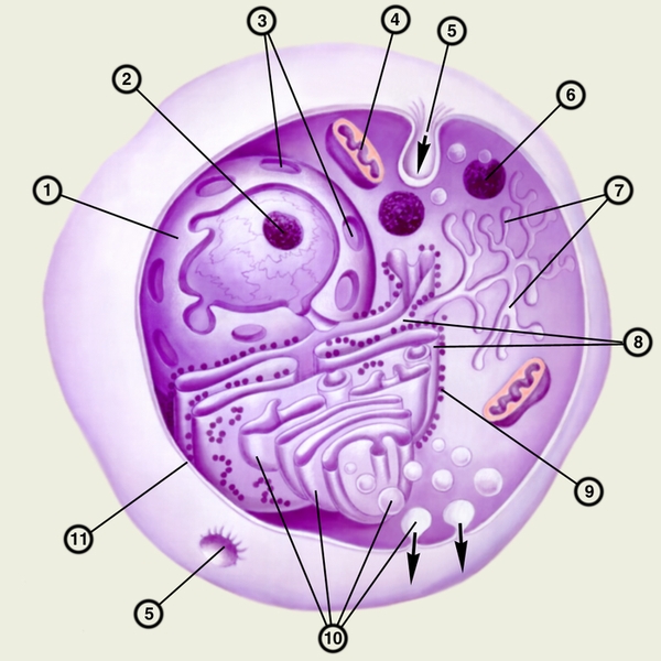 Рис. 1. Схема строения эукариотической клетки: 1 — ядро; 2 — <a href=