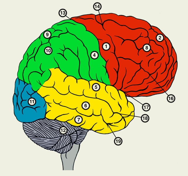 Рис. 2. Латеральная поверхность правого полушария большого мозга (красная — лобная доля; зеленая — теменная доля; синяя — затылочная доля; желтая — височная доля): 1 — предцентральная извилина; 2 — верхняя лобная извилина; 3 — средняя лобная извилина; 4 — постцентральная извилина; 5 — верхняя височная извилина; 6 — средняя височная извилина; 7 — нижняя височная извилина; 8 — покрышка; 9 — верхняя теменная долька; 10 — нижняя теменная долька; 11 — затылочные извилины; 12 — <a href=