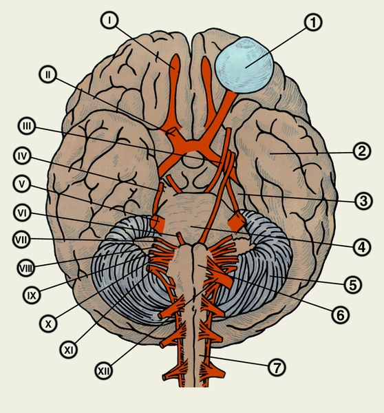 Рис. 1. Основание головного мозга с местами выхода черепных нервов: I — обонятельный нерв, II — зрительный нерв, III — глазодвигательный нерв, IV — блоковый нерв, V — тройничный нерв, VI — отводящий нерв, VII — лицевой нерв, VIII — преддверно-улитковый нерв, IX — языкоглоточный нерв, Х — блуждающий нерв, XI — добавочный нерв, XII — подъязычный нерв; 1 — глазное яблоко, 2 — височная <a href=