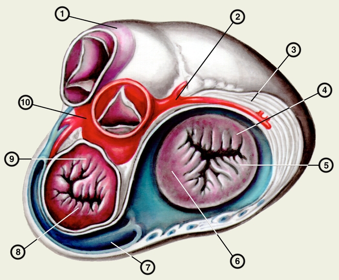 Рис. 2а). Вид сердца на разрезах (поперечный разрез на уровне венечного синуса, вид сверху): 1 — легочный ствол; 2 — аорта; 3 — правая венечная артерия; 4 — средняя створка трехстворчатого клапана; 5 — задняя створка трехстворчатого клапана; 6 — перегородочная створка трехстворчатого клапана; 7 — венечный синус; 8 — задняя створка митрального клапана; 9 — передняя створка митрального клапана; 10 — левая венечная артерия