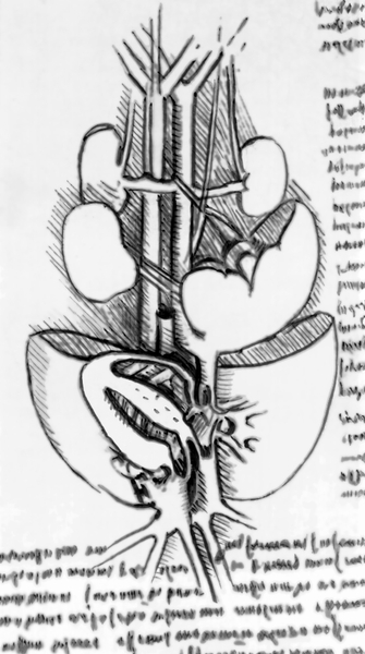Рис. 3. Анатомический рисунок Леонардо да Винчи — сердце, легкие и сосуды брюшной полости