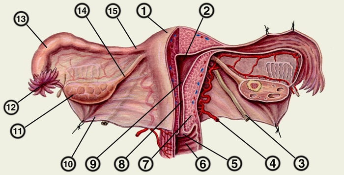 Рис. 2. Схематическое изображение матки, маточных труб и яичников (вид сзади; правая половина матки, <a href=