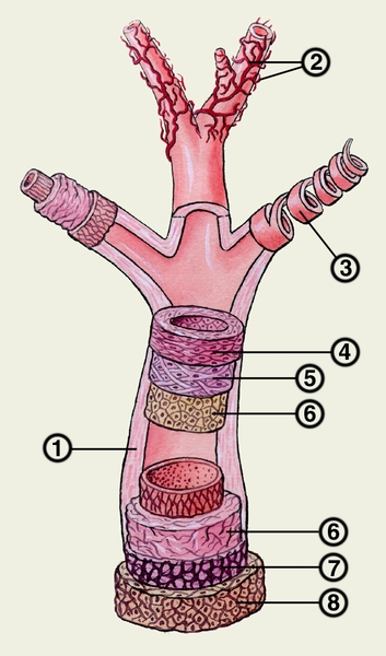 Рис. 2. Схема строения стенок артерий: 1 — артерия мышечного типа; 2 — сосуды сосудистой стенки; 3 — мышечные тяжи стенки артерии (располагаются по спирали); 4 — <a href=