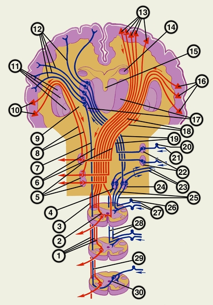 Схема основных восходящих и нисходящих путей центральной нервной системы (восходящие пути обозначены синим цветом, нисходящие — красным, стрелки указывают направление проведения нервных импульсов, гигантопирамидальные нейроциты коры головного мозга обозначены треугольниками красного цвета): 1 — латеральный корково-спинномозговой (пирамидный) путь; 2 — передний корково-спинномозговой (пирамидный) путь; 3 — перекрест пирамид; 4 — тонкое ядро; 5 — двигательные ядра черепных нервов; 6 — передний и латеральный корково-спинномозговые (пирамидные) пути; 7 — спинномозговая петля; 8 — неперекрещенные волокна корково-ядерного пути; 9 — внутренняя <a href=