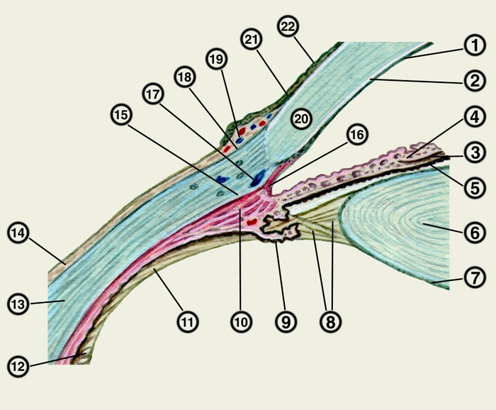Рис. 2. Схематическое изображение части переднего сегмента глазного яблока в горизонтальной плоскости: 1 — задний эпителий роговицы; 2 — десцеметова оболочка; 3 — <a href=