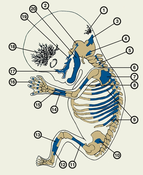 Рис. 2. Схематическое изображение локализации первичных точек окостенения в скелете зародыша человека на 3-м месяце виутриутробного развития: 1 — интерпариетальный <a href=