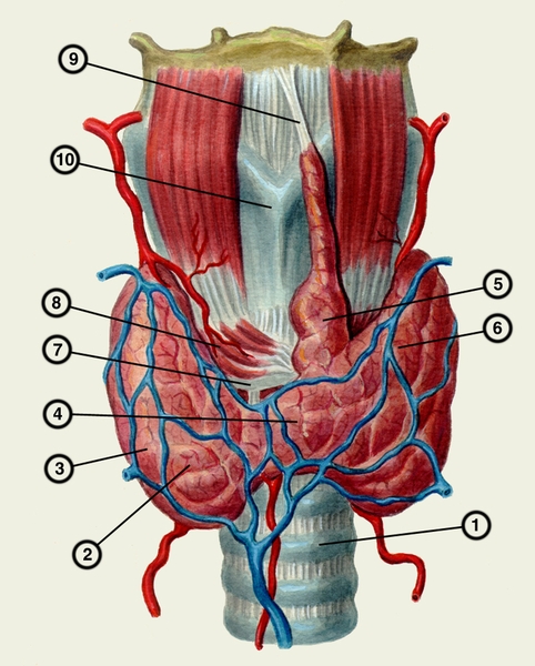 Схема анатомических взаимоотношений щитовидной железы с трахеей и гортанью: 1 — <a href=