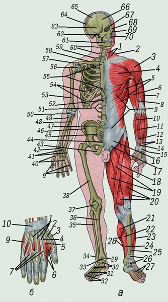 Рис. 2. Мышечная и костная система человека: 